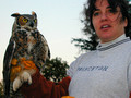 Great Horned Owl just prior to release