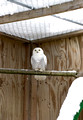 Snowy Owl in flight cage