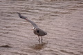 Great Blue Heron Rescue This bird is standing in the middle of the Erie Canal