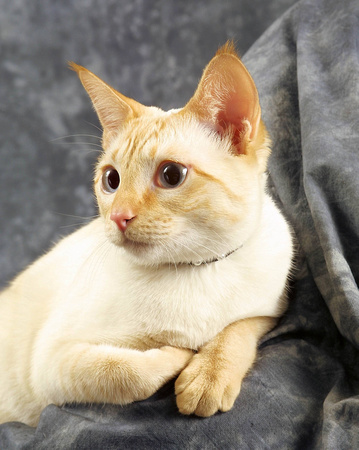 RED SIAMESE