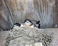 barnswallows