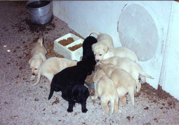LUNCH TIME FOR PUPPIES
