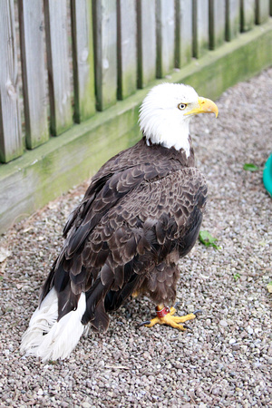 Injured male Bald Eagle