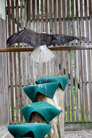 She shows him how to get up to the perch using the covered stumps